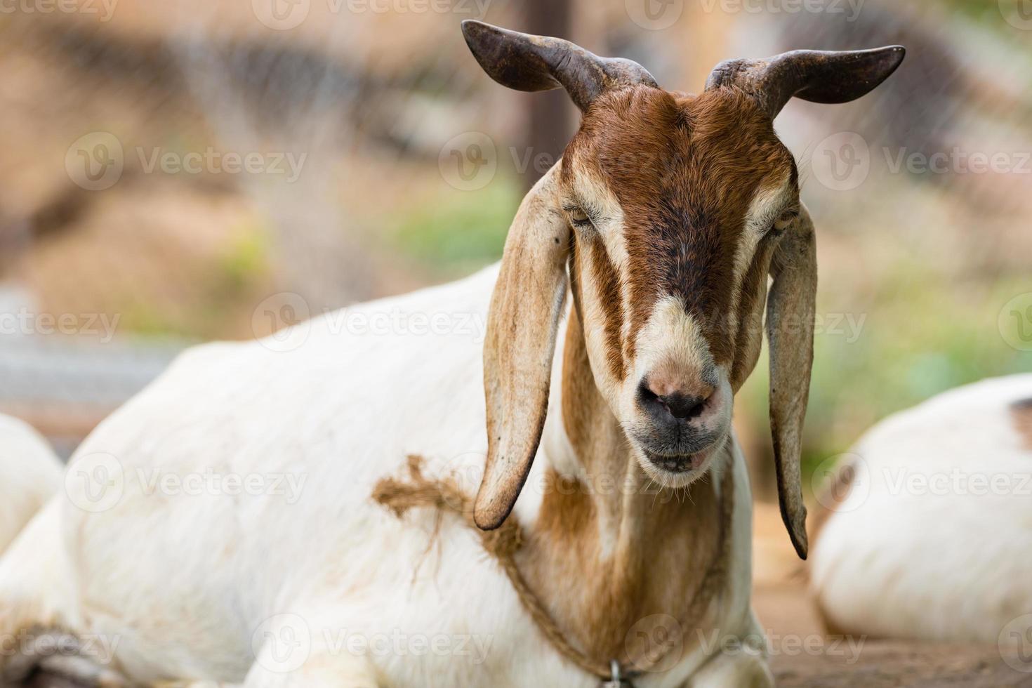 mignon de chèvre reposant sur le rocher photo