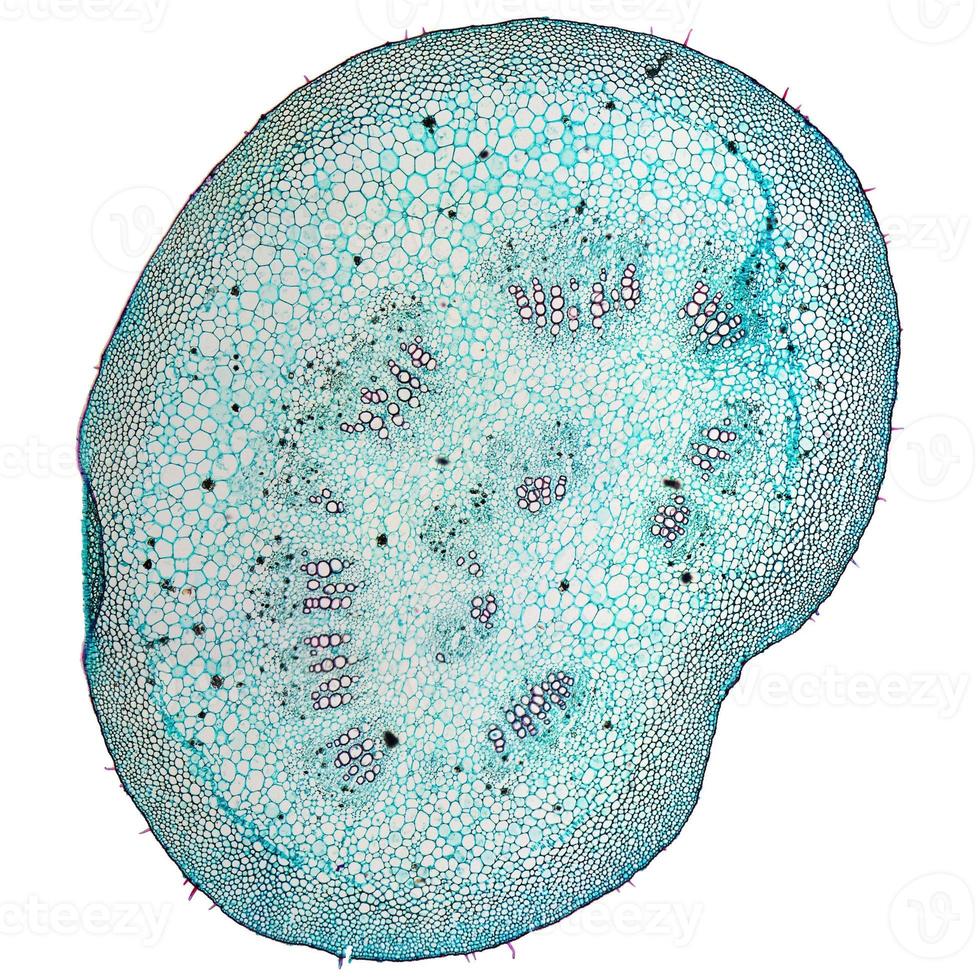 micrographie de cellules de mûrier photo