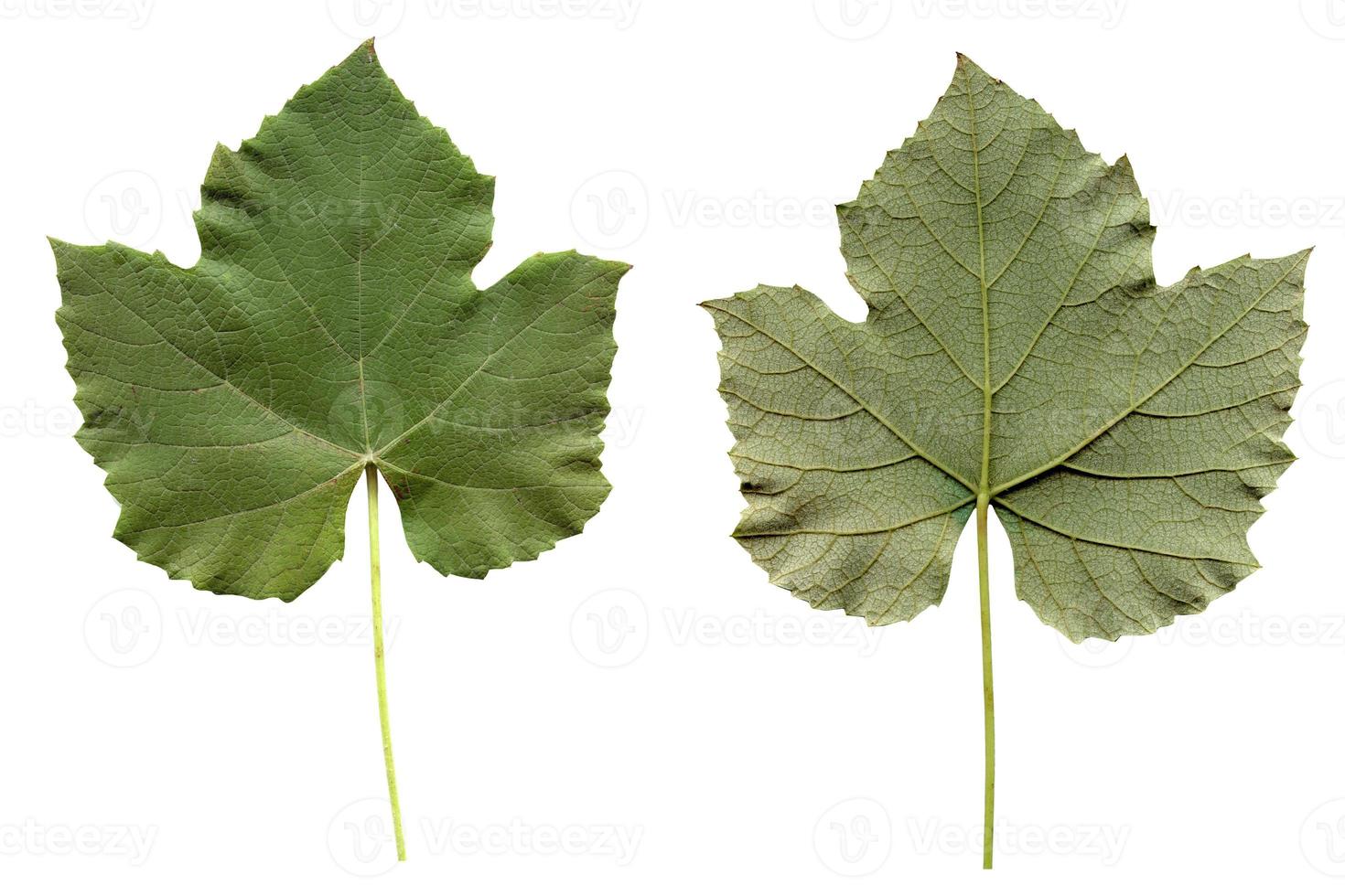 feuille de vitis isolée photo