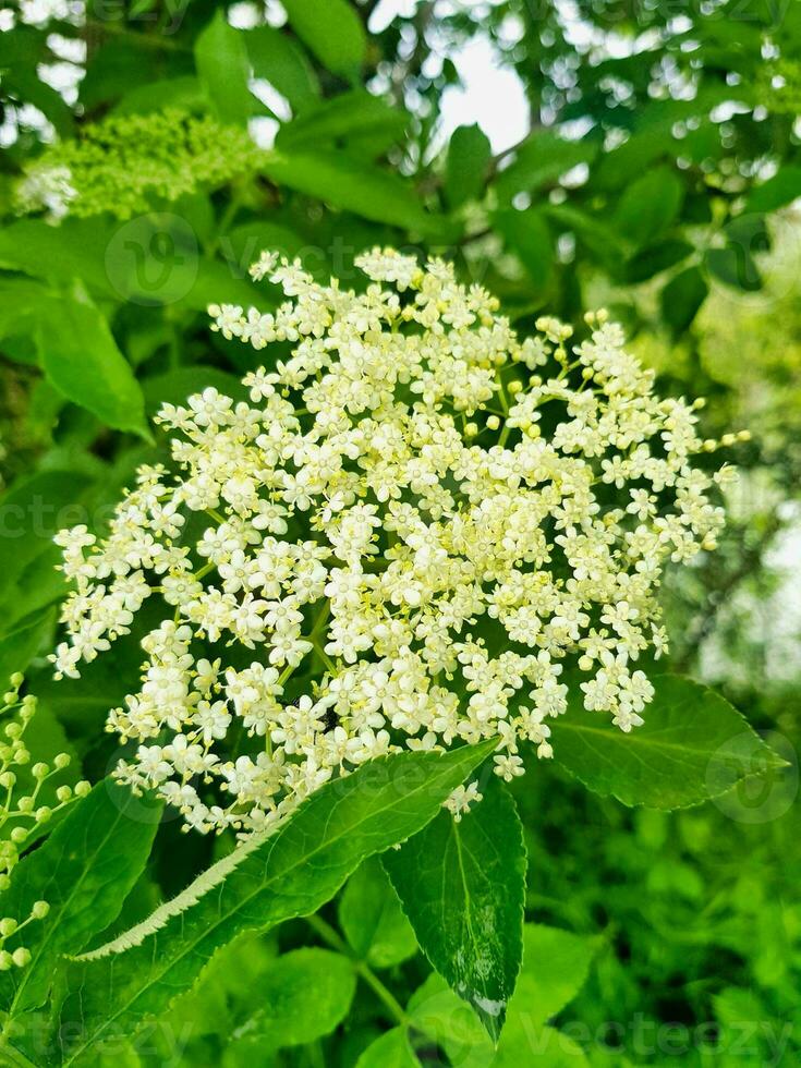 petites fleurs blanches photo