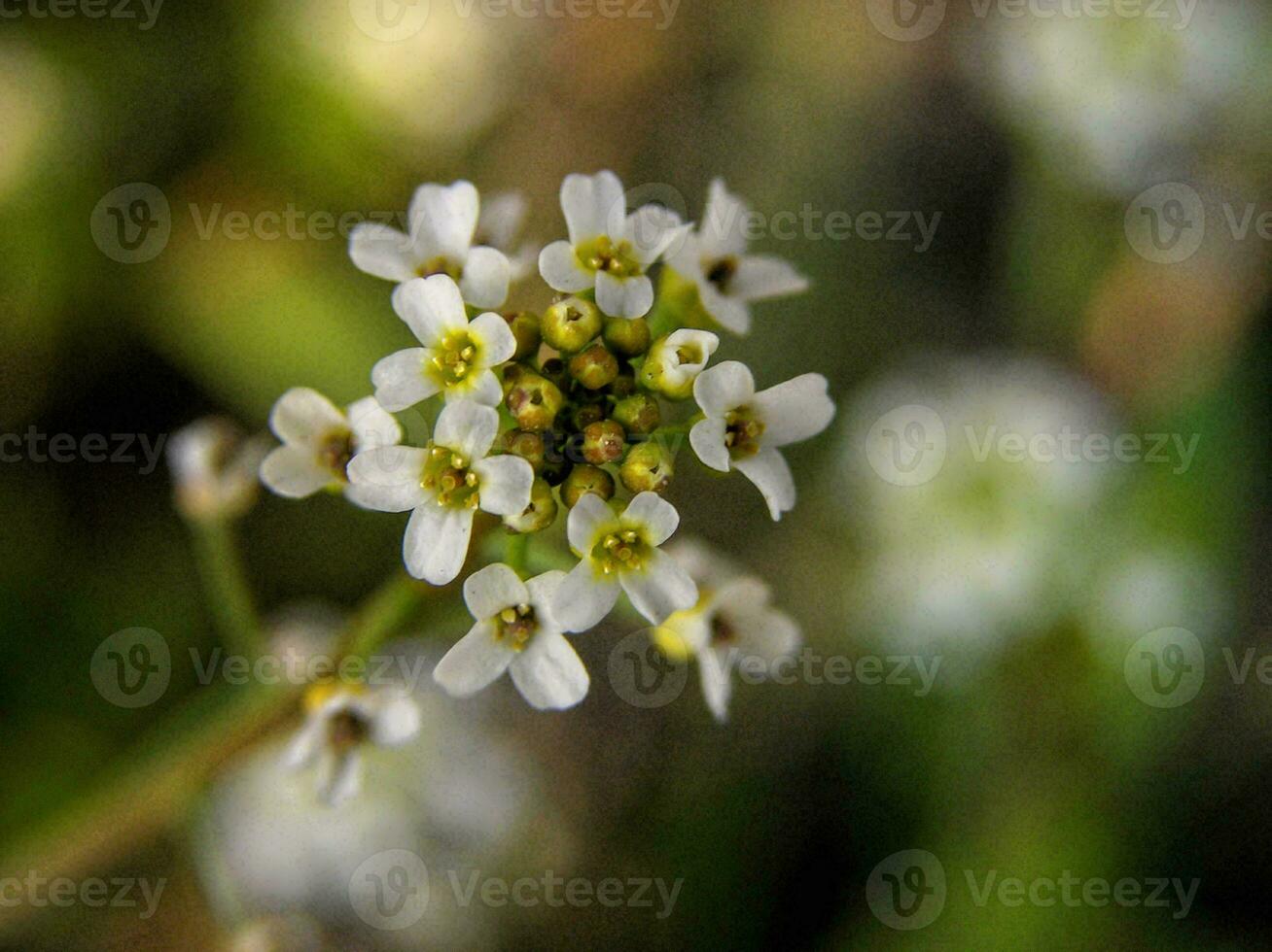 petites fleurs blanches photo