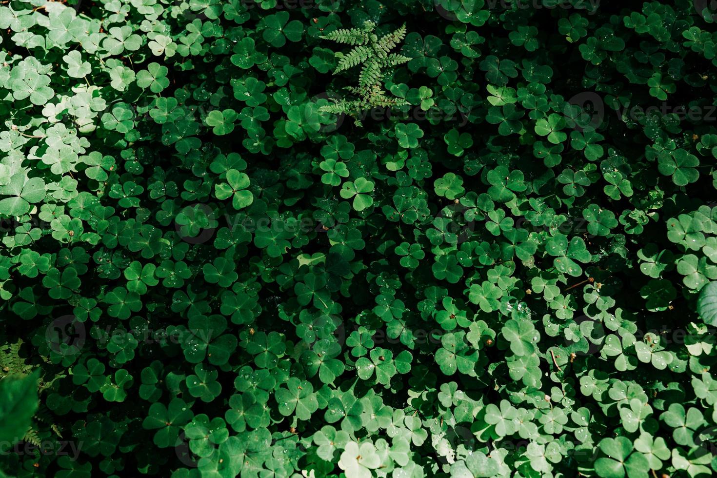 champ de trèfle vert. feuilles naturelles dans la forêt photo