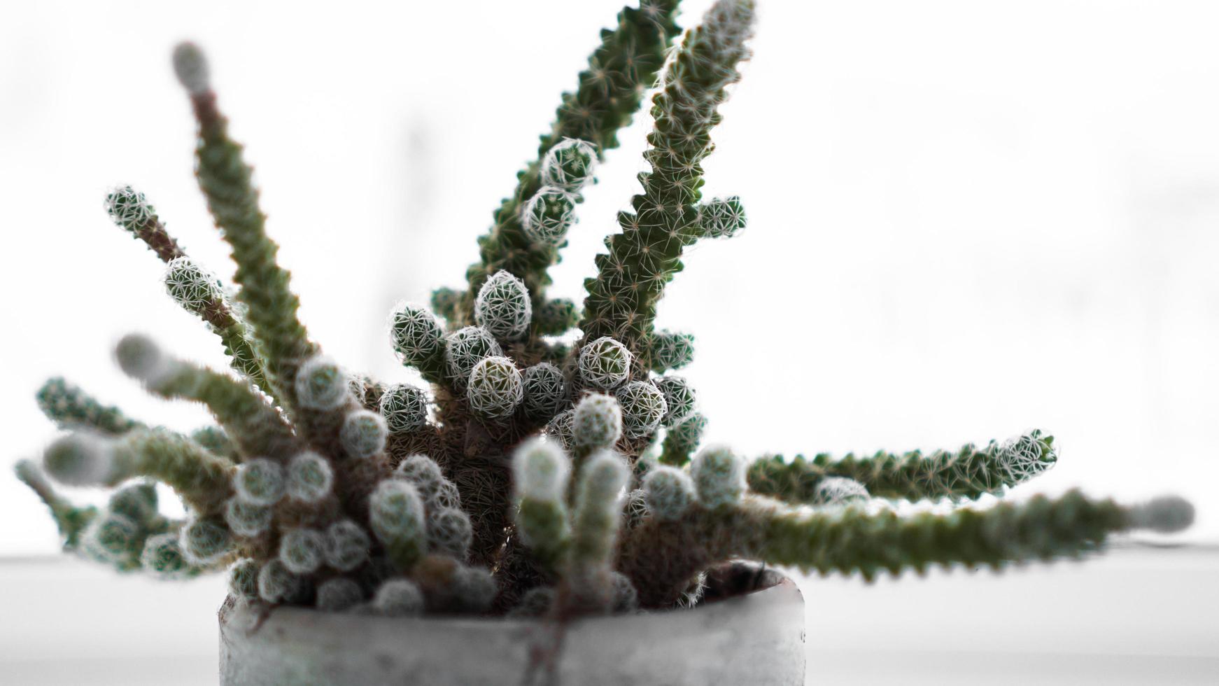 cactus vert en pot sur le rebord de la fenêtre, plante d'accueil photo