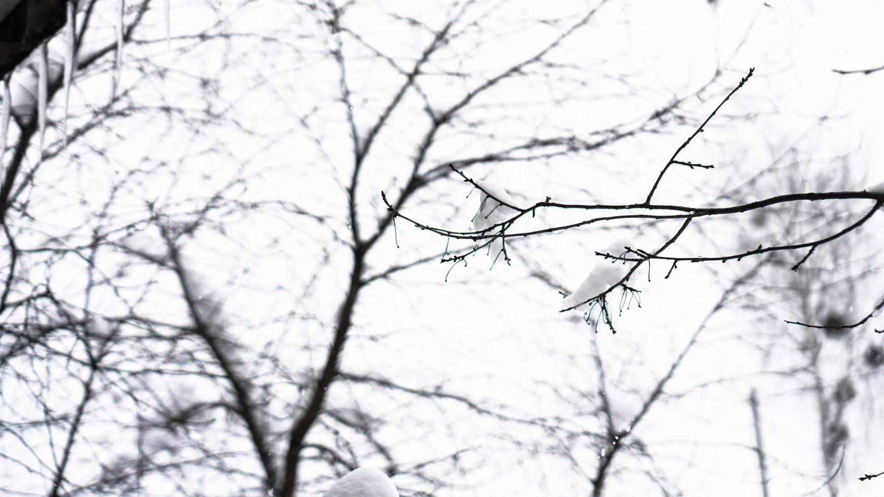 la branche est recouverte de neige. une fine couche de glace. éclairage doux photo