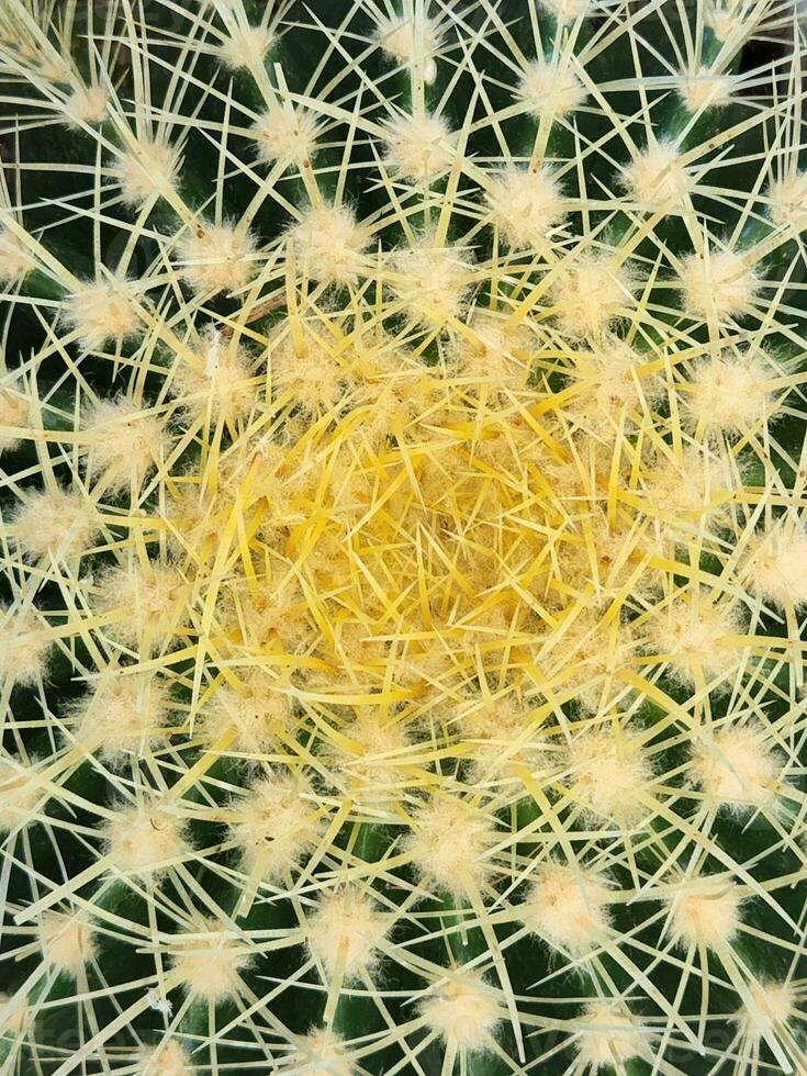 cactus. cactus proche en haut. cactus aiguilles photo