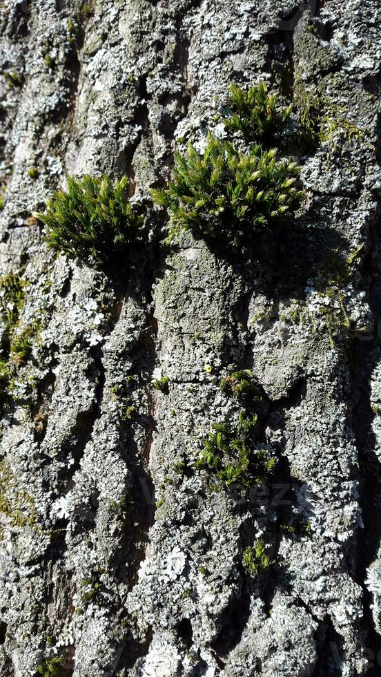 arbre écorce avec germé mousse. arbre écorce avec vert mousse photo