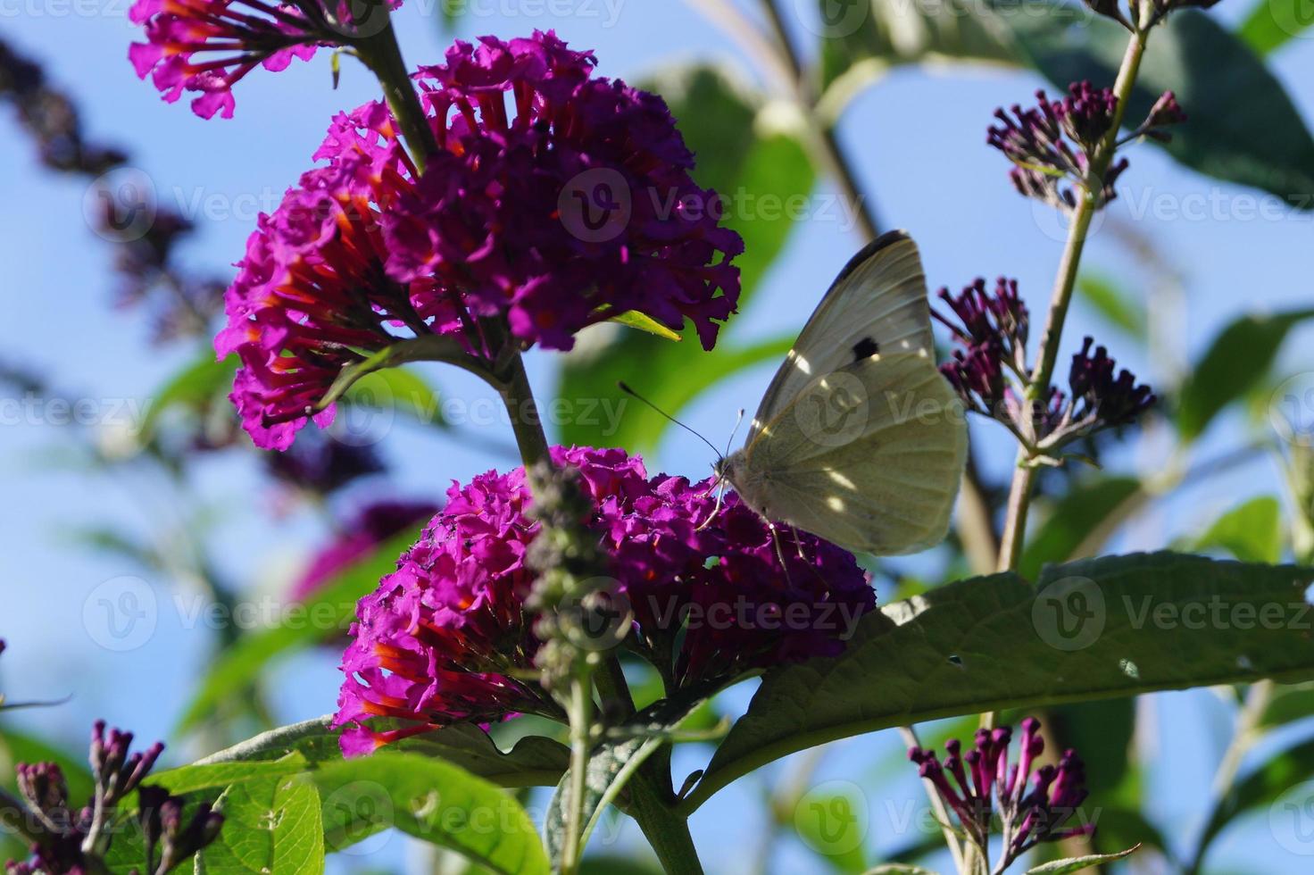pieris brassicae papillon blanc photo