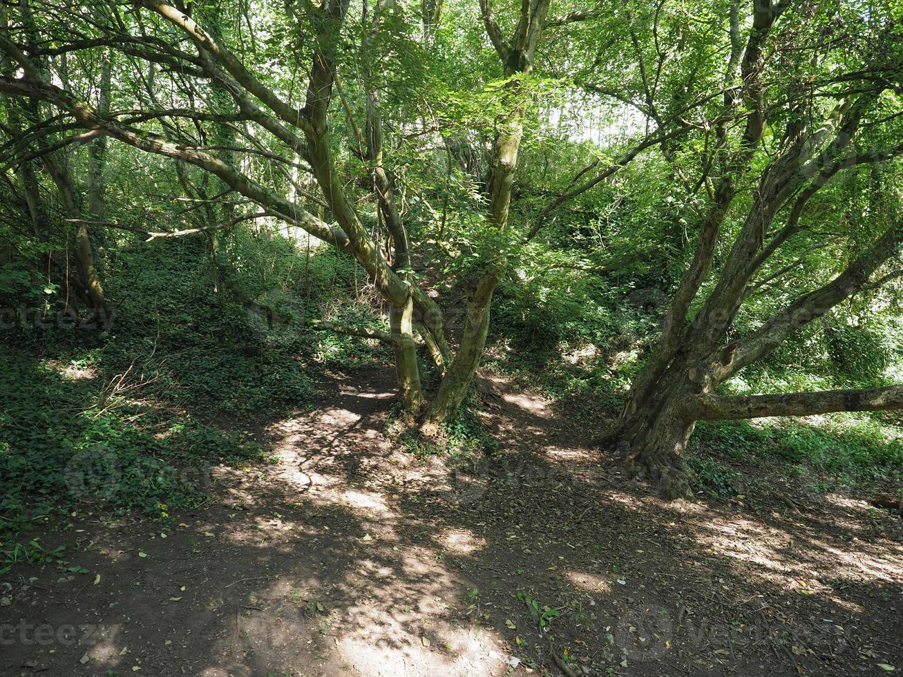 fond de forêt ou de bois photo