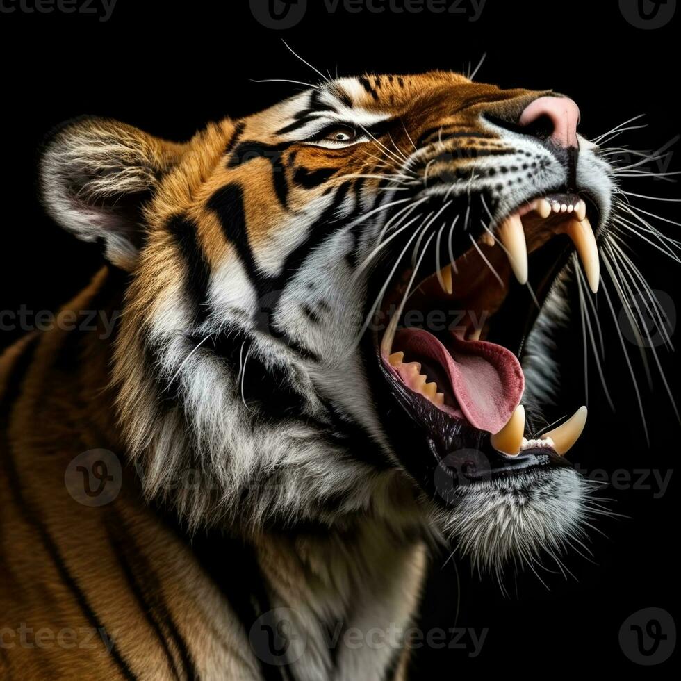 détaillé proche en haut portrait de rugissement tigre animal sur noir arrière-plan, génératif ai photo