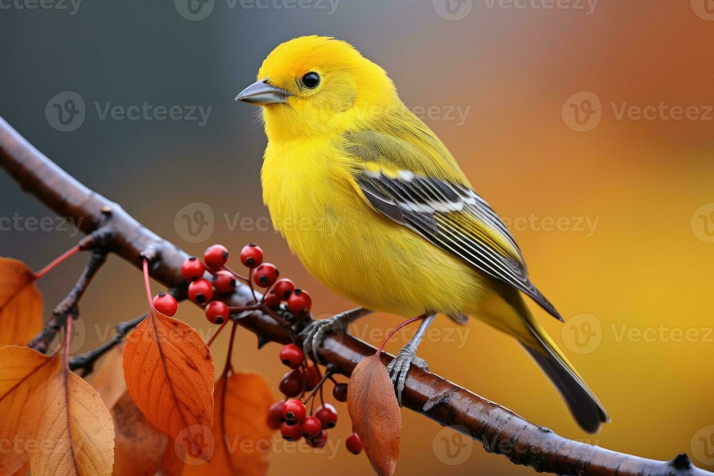 magnifique Jaune et bleu oiseau sur une branche de une épanouissement arbre photo