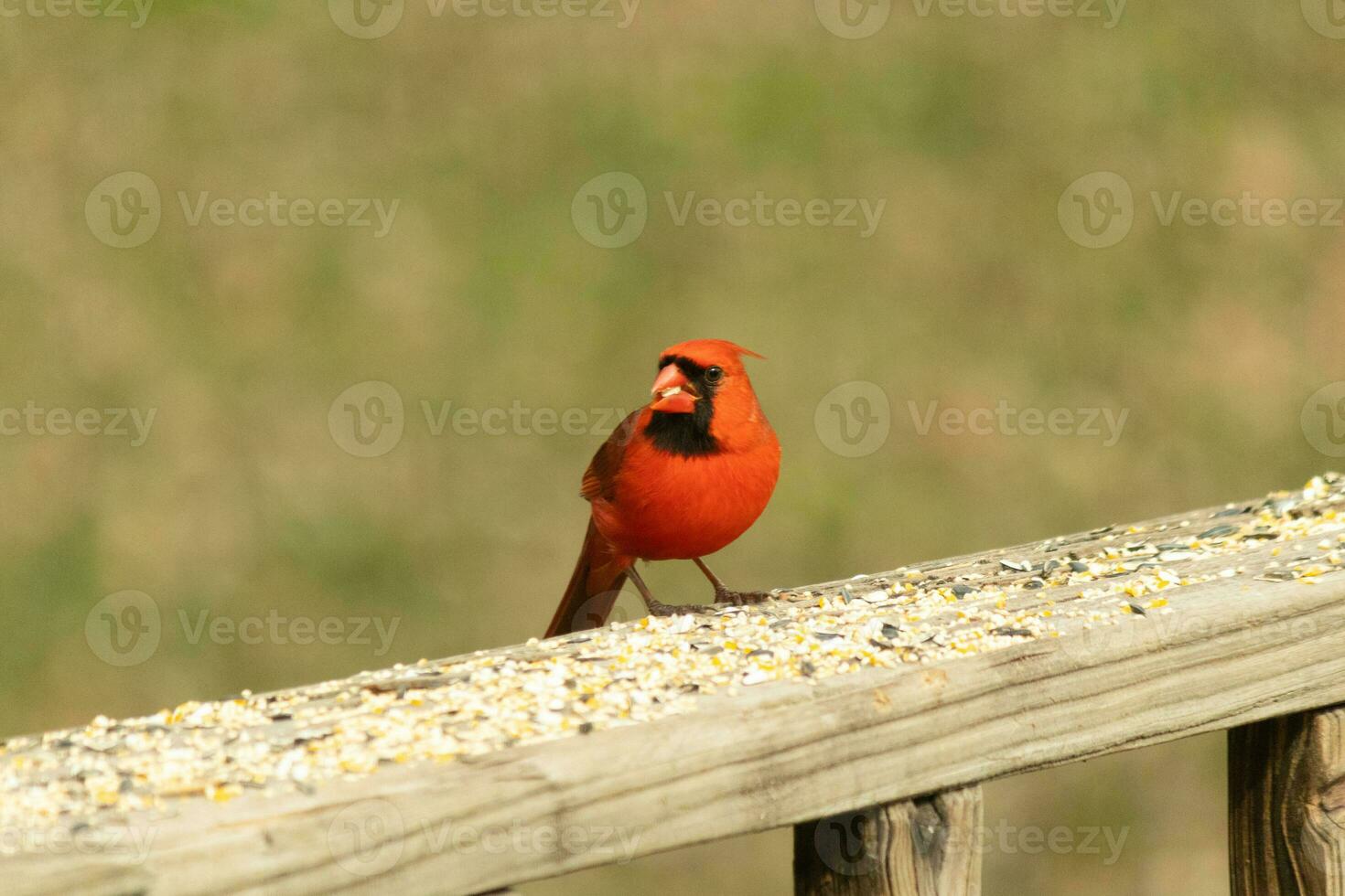 cette magnifique rouge cardinal venu en dehors à le marron en bois balustrade de le plate-forme pour aliments. le sien peu mohawk poussé vers le bas avec le sien noir masque. cette peu aviaire est entouré par graines pour oiseaux. photo