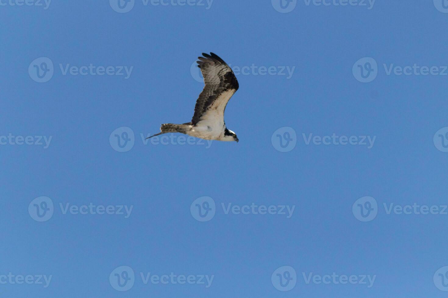 cette magnifique balbuzard oiseau a été en volant dans le clair bleu ciel lorsque cette image a été pris. aussi connu comme une poisson faucon, cette rapace regards autour le l'eau pour nourriture à bondir sur. photo