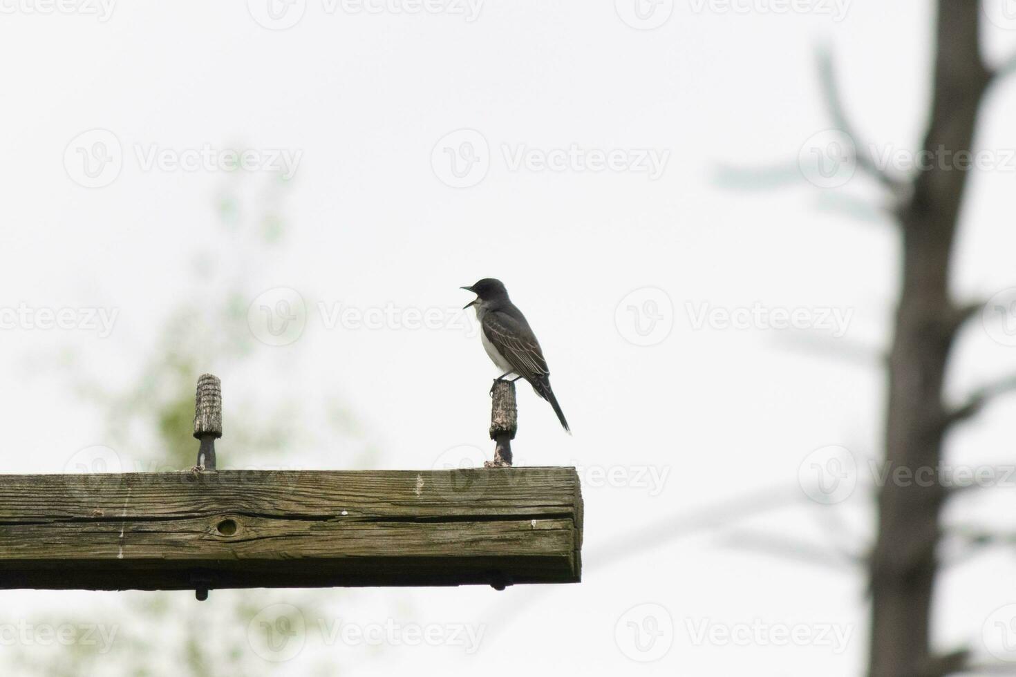 cette est oiseau royal a été perché sur Haut de cette poste. elles ou ils sont une espèce de tyran les moucherolles. le sien le bec ouvert. le sien gris plumes à la recherche jolie contre le merde ventre. cette vu contre une blanc ciel. photo