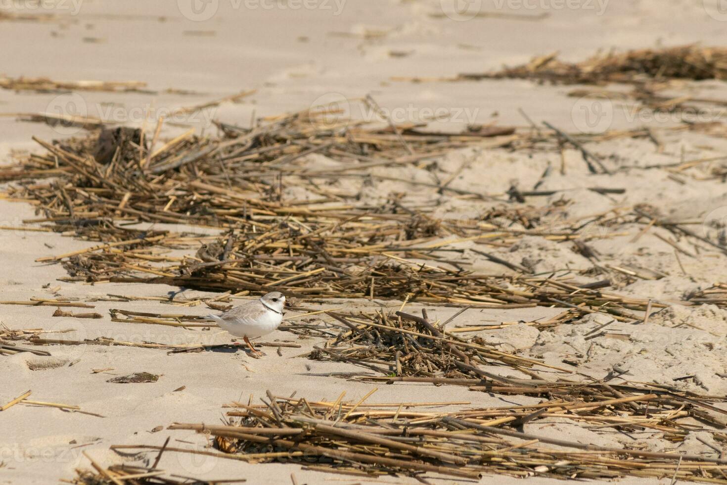 cette mignonne peu tuyauterie pluvier a été vu ici sur le plage lorsque je a pris cette photo. cette oiseau de rivage est donc minuscule et recherches le le sable pour nourriture lavé en haut par le le surf. je l'amour le bague autour le sien cou. photo