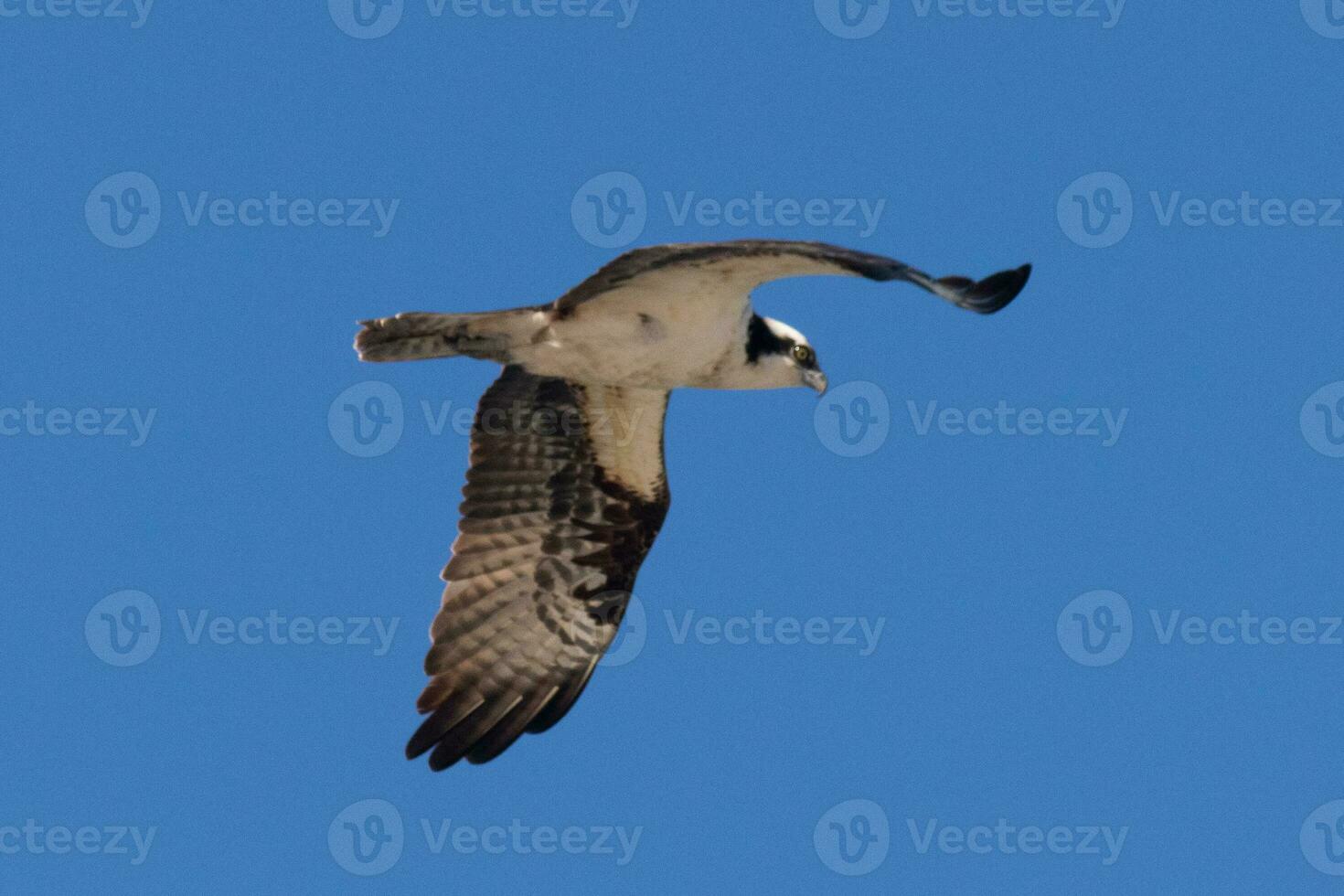 cette magnifique balbuzard oiseau a été en volant dans le clair bleu ciel lorsque cette image a été pris. aussi connu comme une poisson faucon, cette rapace regards autour le l'eau pour nourriture à bondir sur. photo