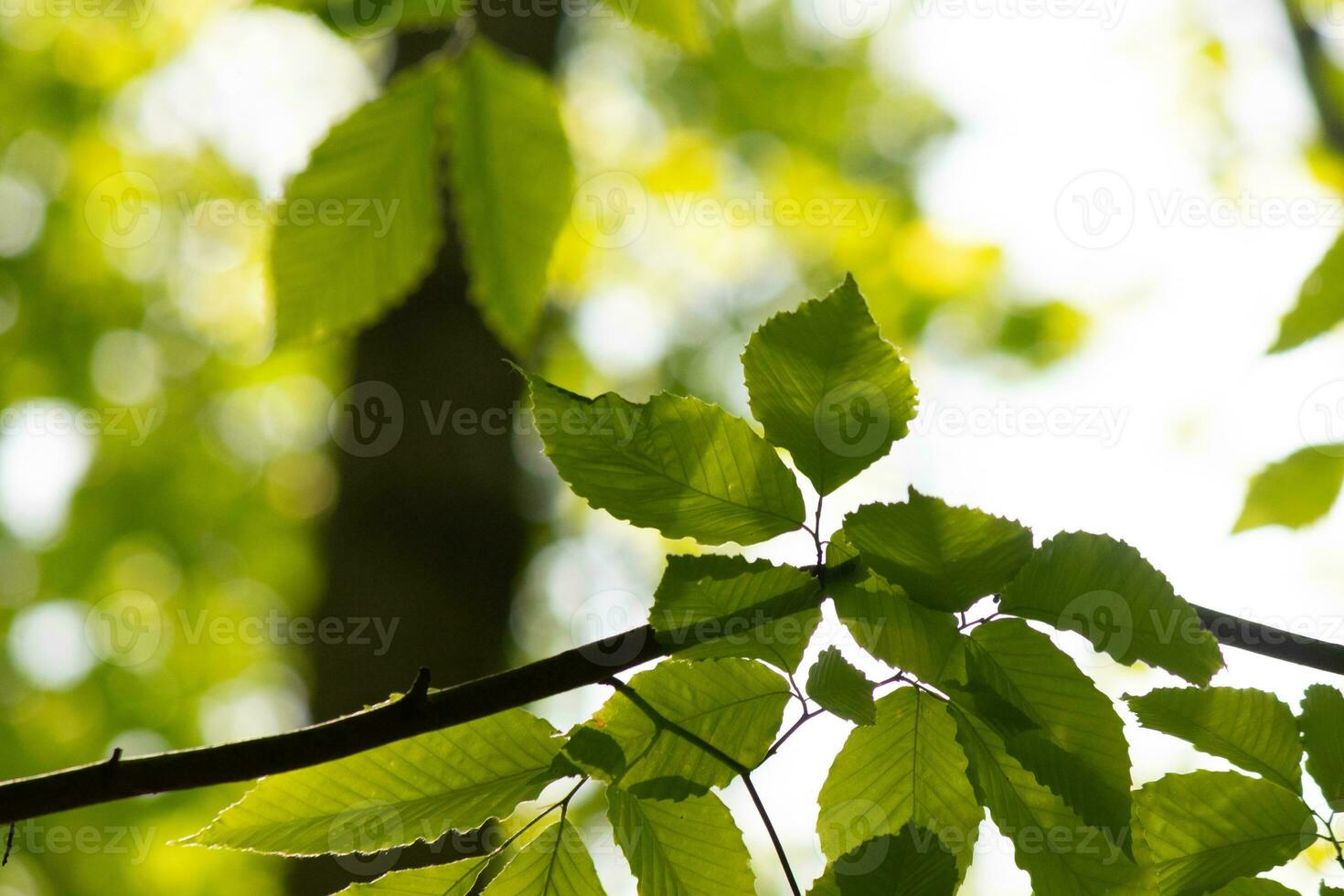 ces sont le feuilles de le américain hêtre arbre. le ovale à la recherche feuille avec le déchiqueté bords tout autour. le lumière du soleil contagieux le feuilles dans le branches, presque fabrication leur briller. photo