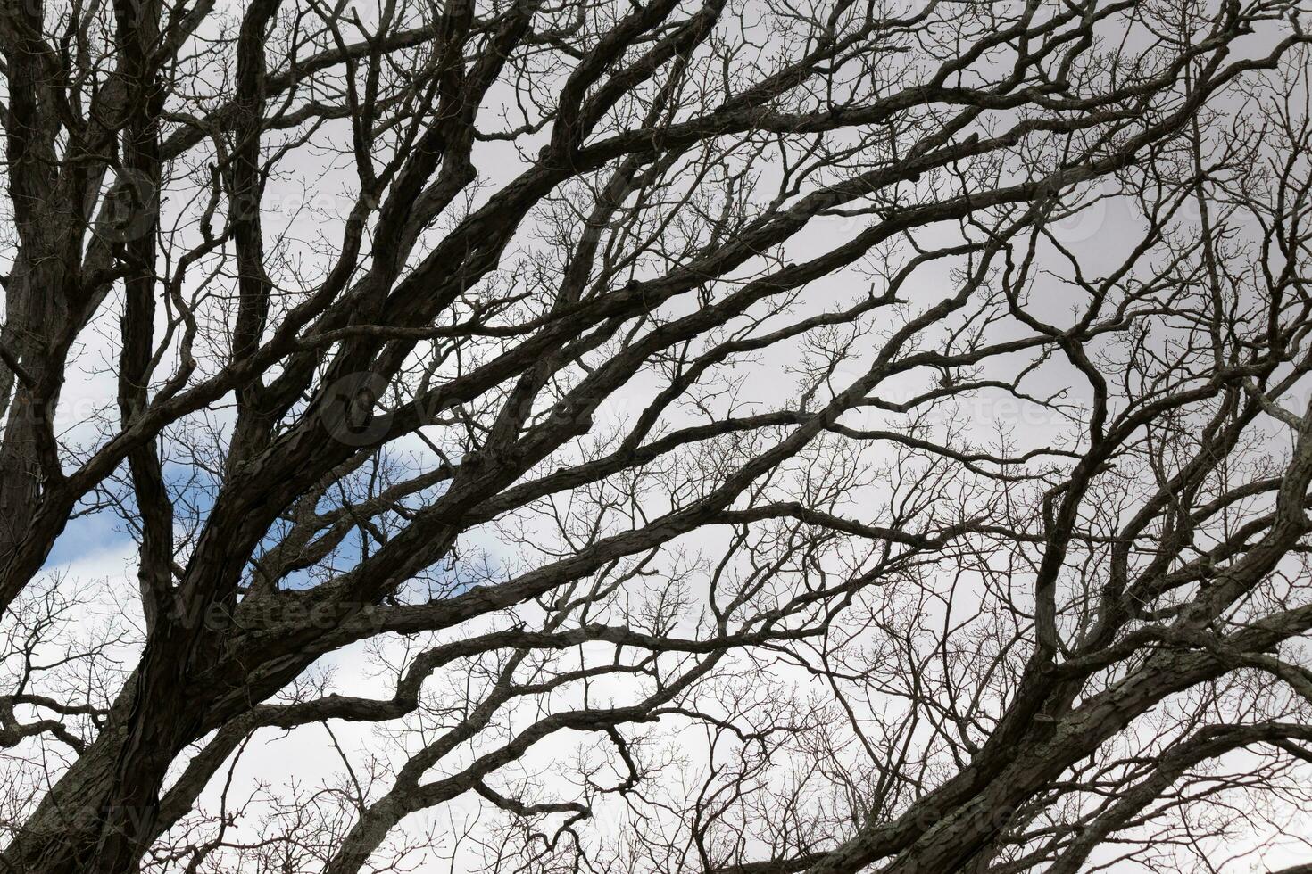 nu branches de une arbre atteindre dehors. le longue membres sont sans pour autant feuilles dû à le tomber saison. à la recherche comme tentacules ou une squelettique structure. le bleu ciel pouvez être vu dans le retour avec blanc des nuages. photo