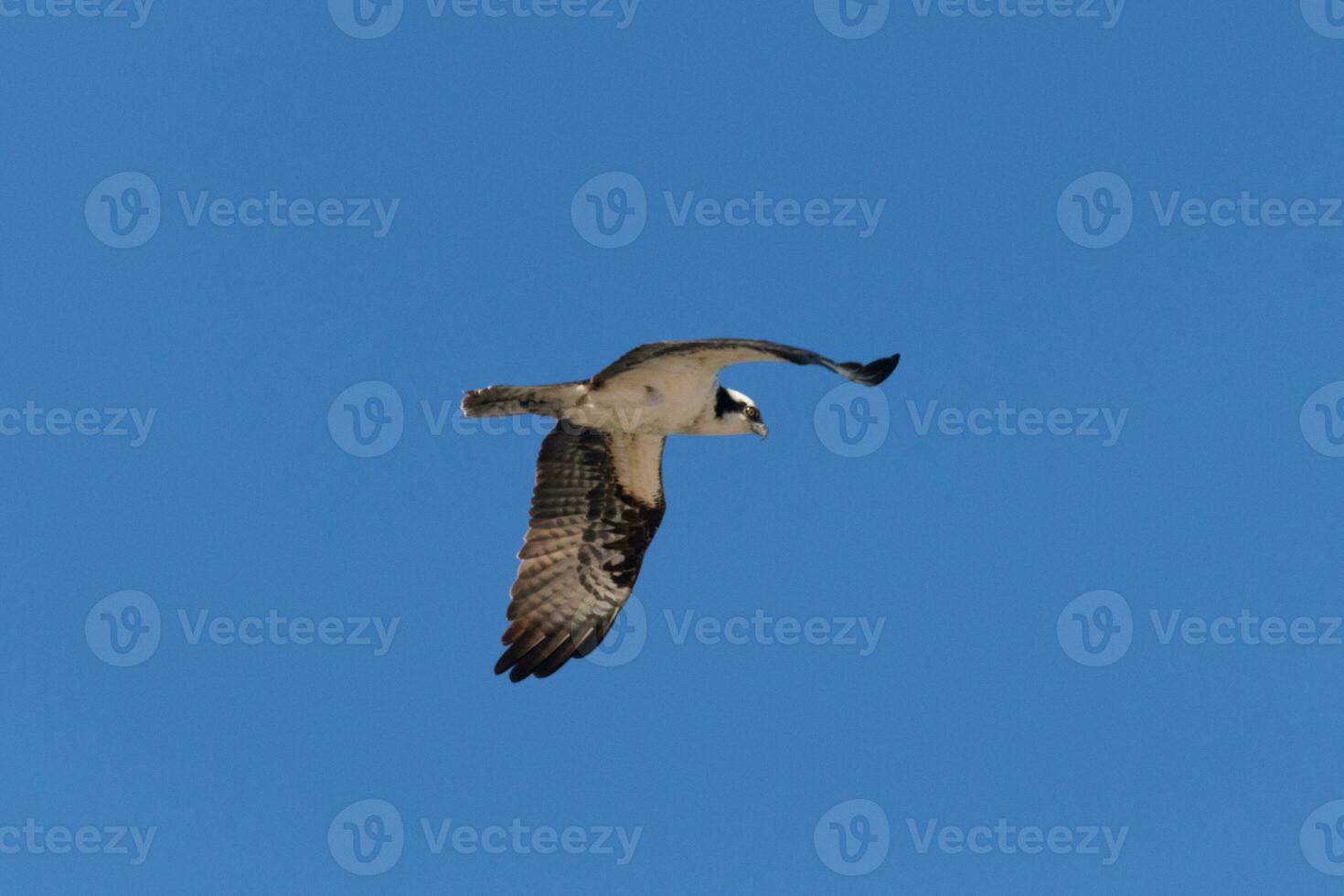 cette magnifique balbuzard oiseau a été en volant dans le clair bleu ciel lorsque cette image a été pris. aussi connu comme une poisson faucon, cette rapace regards autour le l'eau pour nourriture à bondir sur. photo