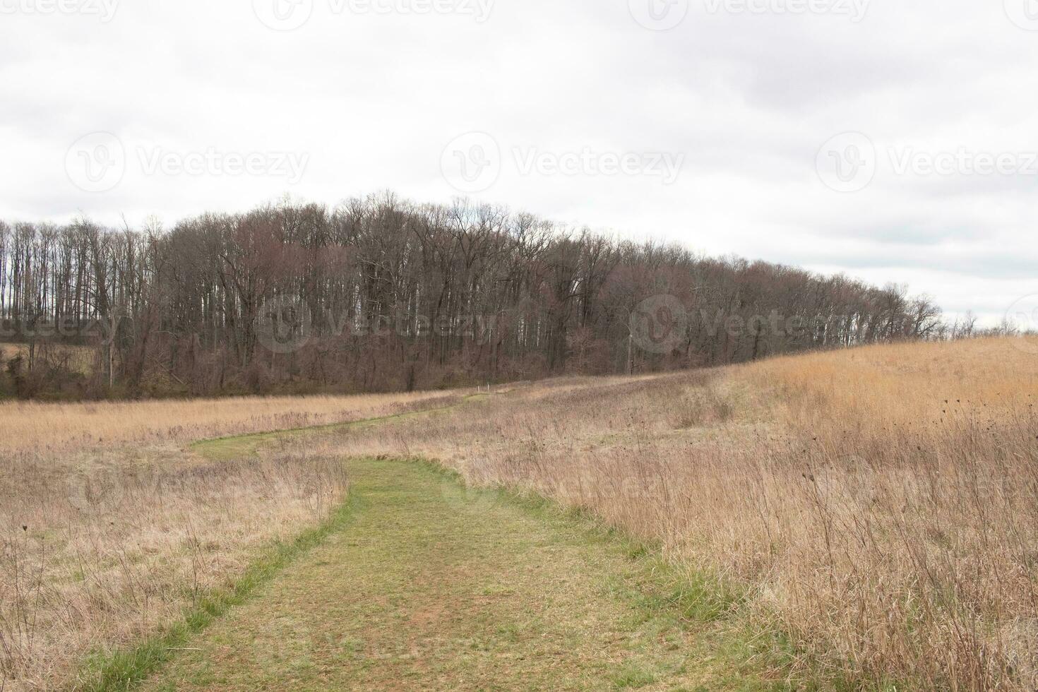 cette magnifique en marchant chemin a été Couper par le champ. le vert, bien entretenu pelouse permanent en dehors parmi tout le marron grand herbe. cette Piste têtes par une la nature conservé autour une boisé zone. photo