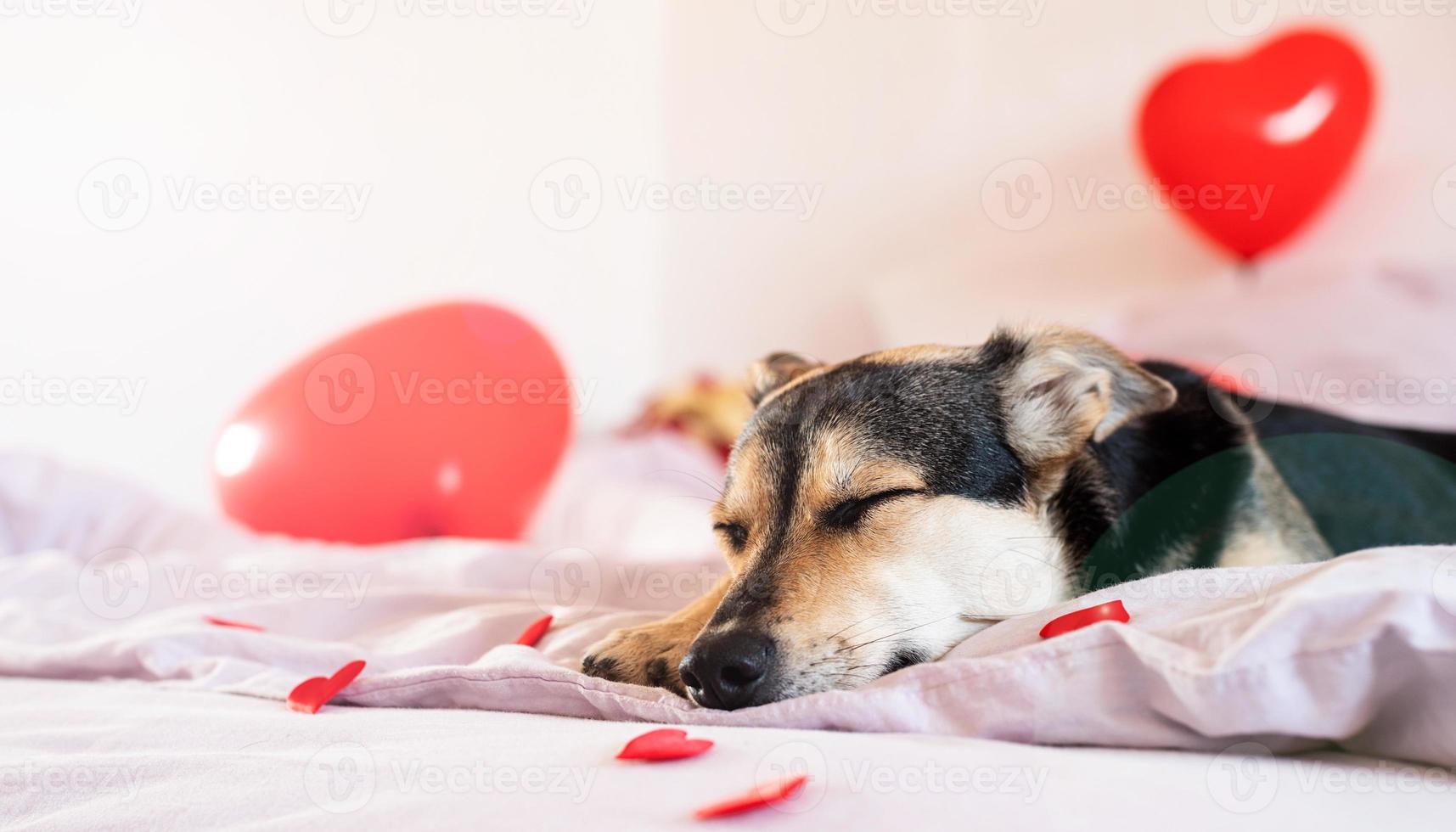 chiot sur décoré pour le lit de la Saint-Valentin avec des ballons rouges photo