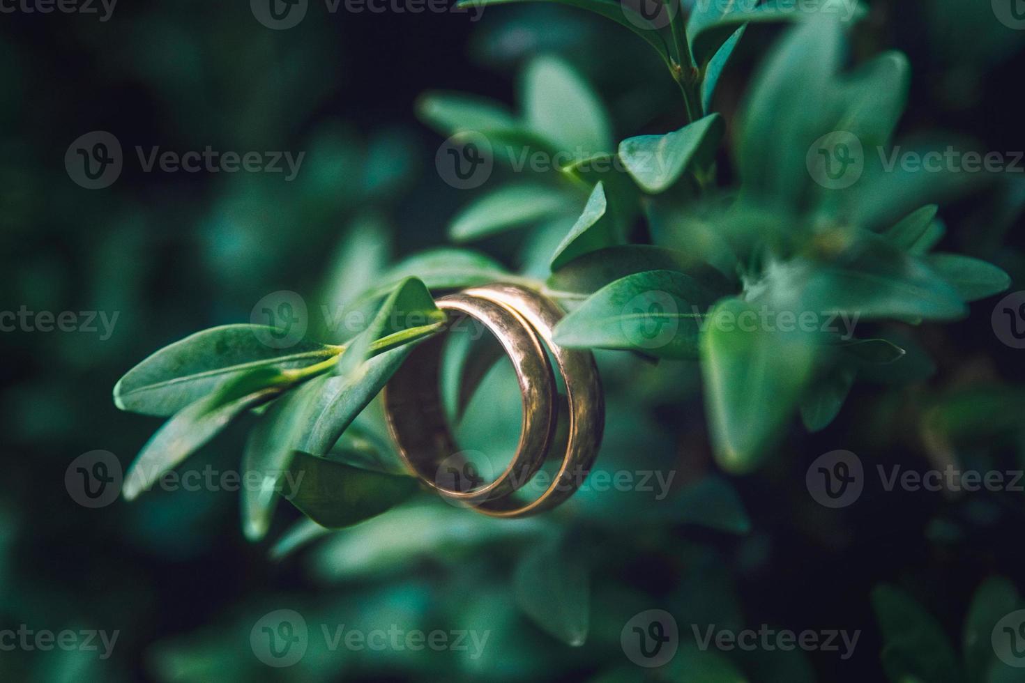 les anneaux dorés pendent magnifiquement sur les branches d'un buisson vert photo