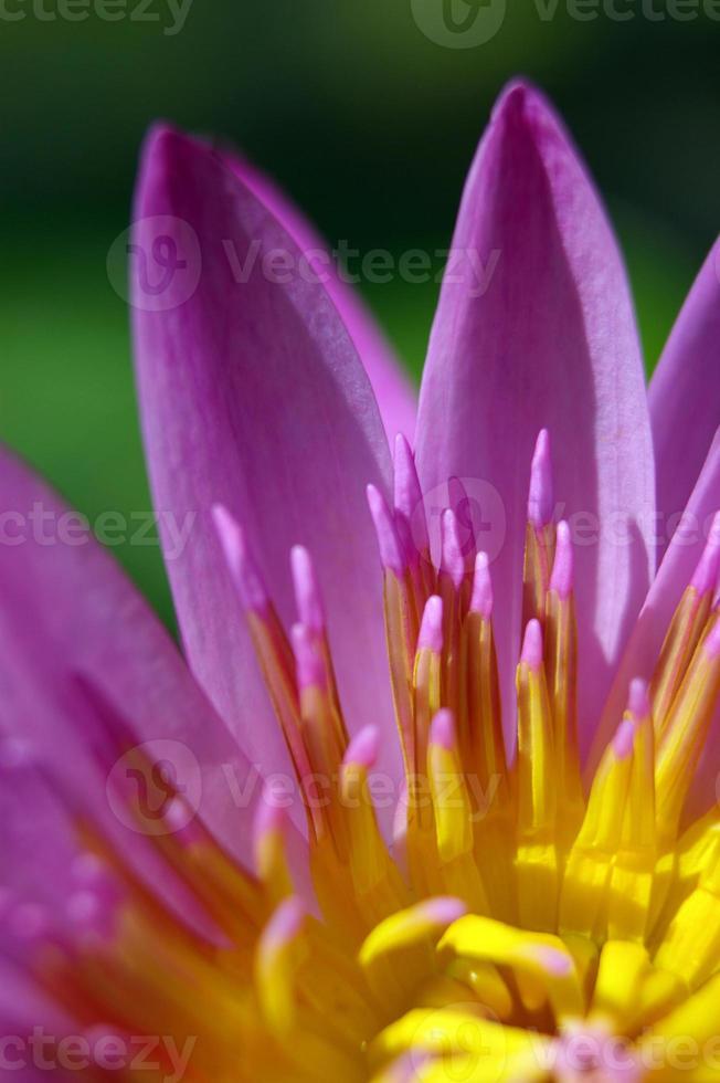 pétale violet et pollen jaune de nénuphar photo