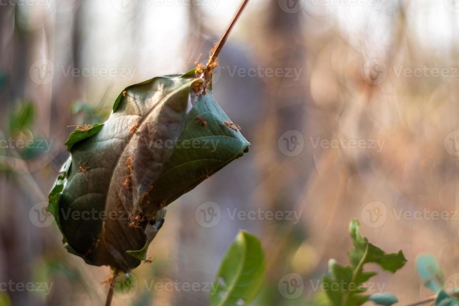 feuille enveloppée comme un nid de fourmis rouges photo