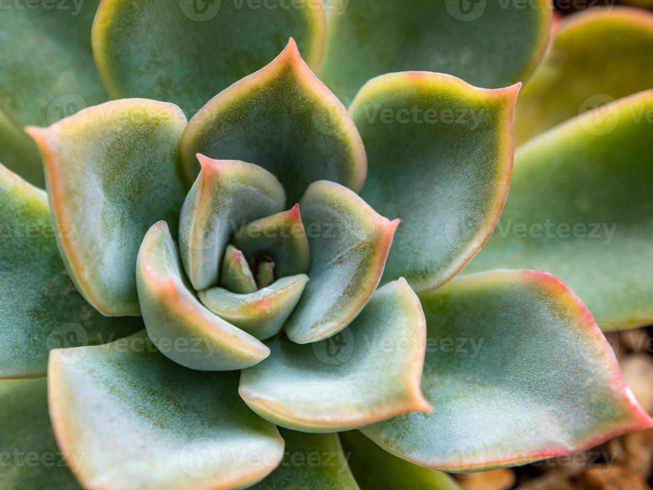 cire blanche sur les feuilles fraîches détail de l'usine d'echeveria photo