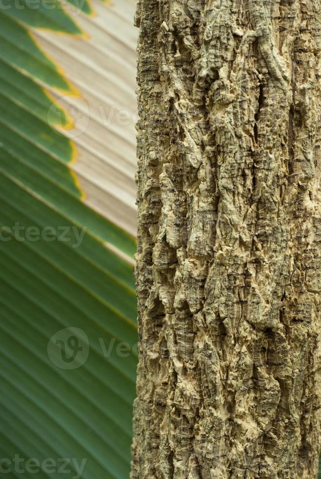 texture de surface abstraite et tranchées sur l'écorce du tronc d'arbre photo