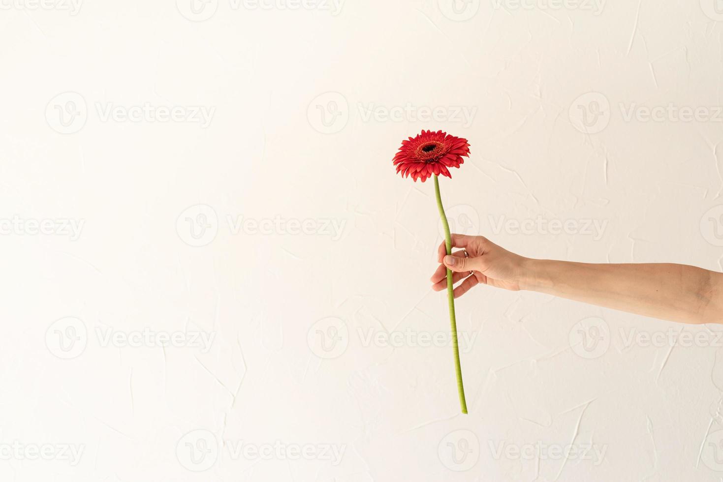 Main de femme tenant une seule fleur de gerbera sur fond de mur blanc photo