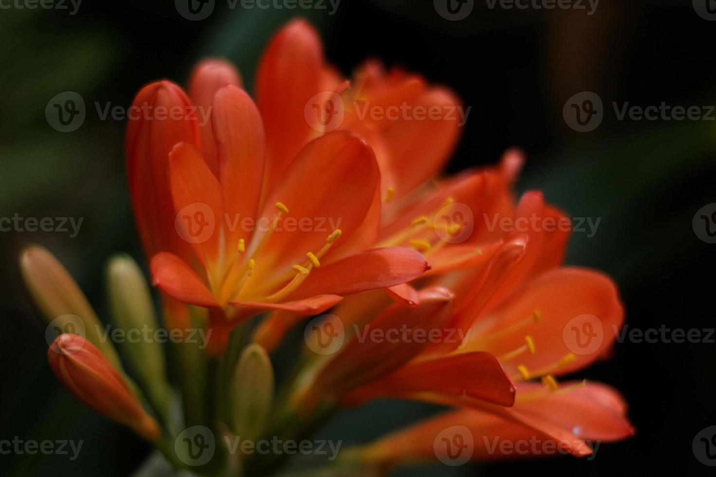 clivias orange de près photo