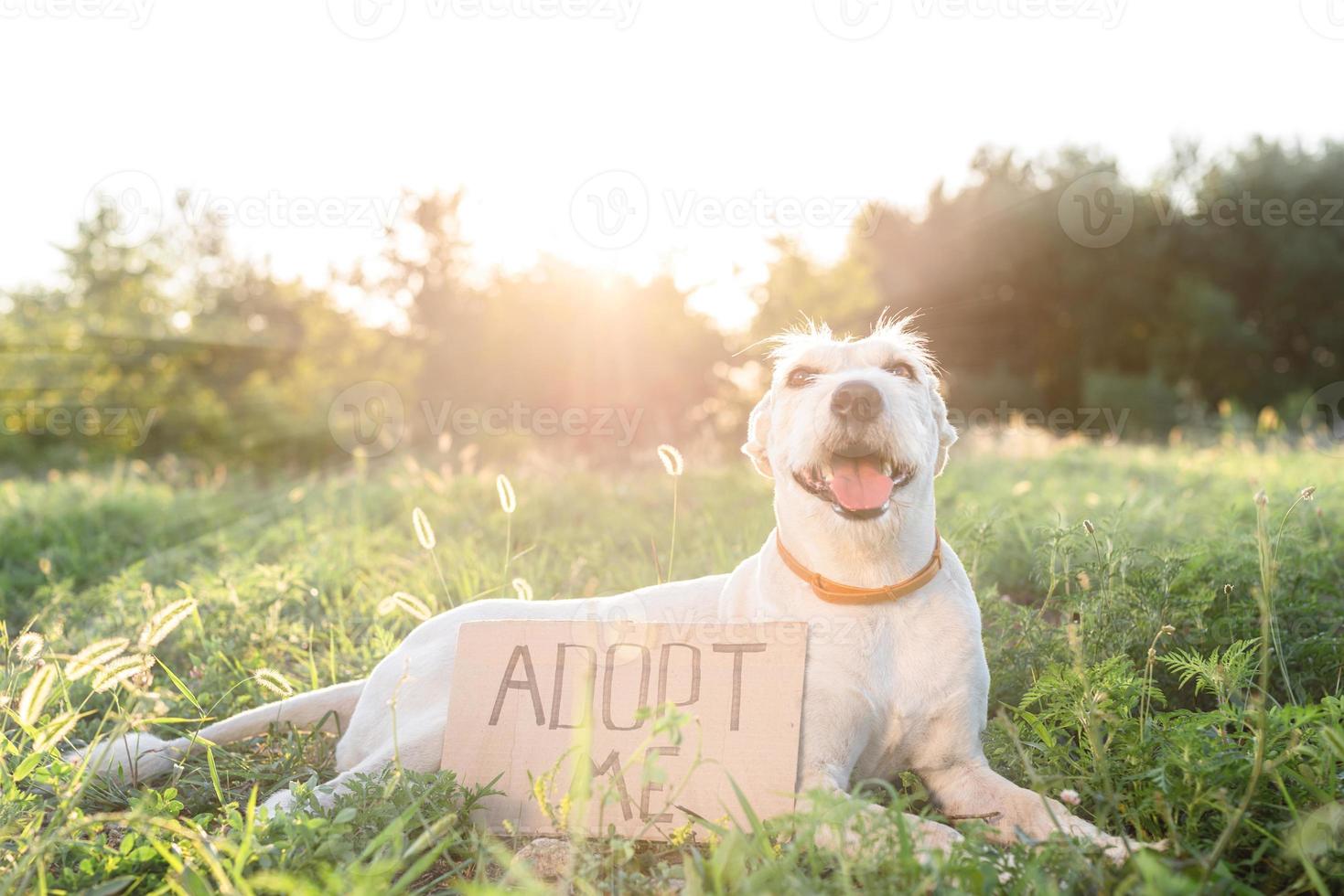 mignon chien de race mixte avec le signe adoptez-moi photo