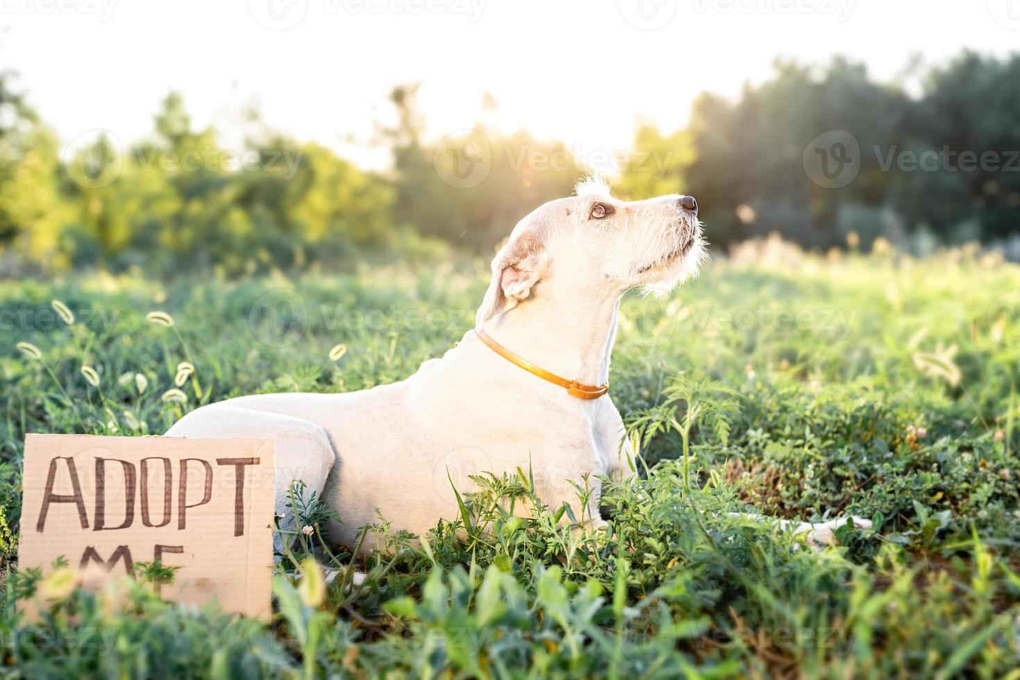 chiot mignon de race mélangée avec les mots adoptez-moi photo