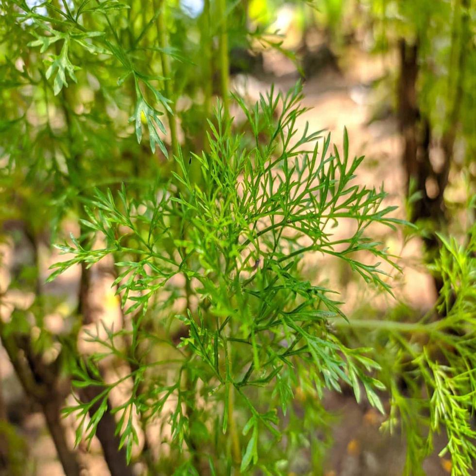 gros plan de la végétation verte photo