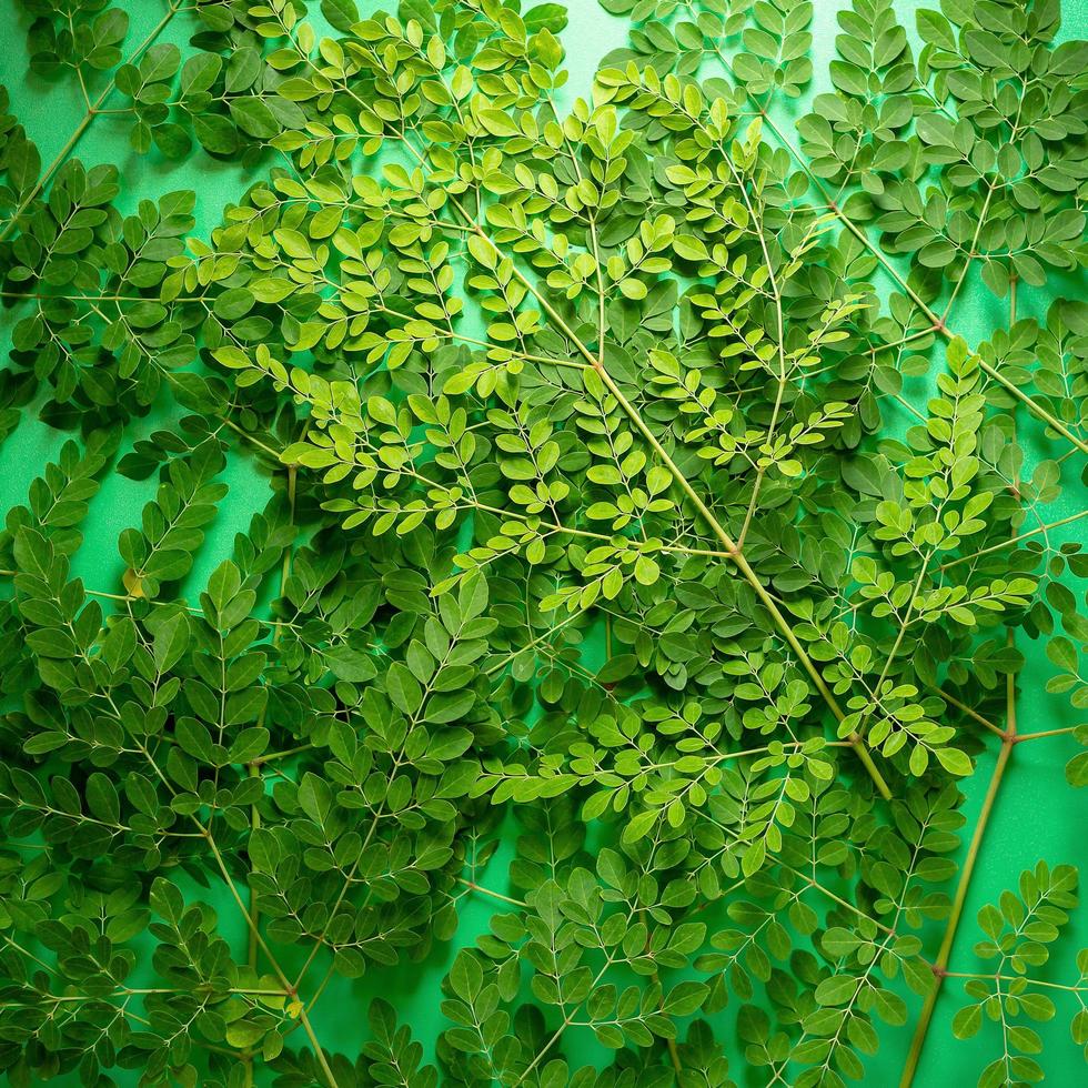 Feuilles vertes fraîches de moringa sur fond vert photo