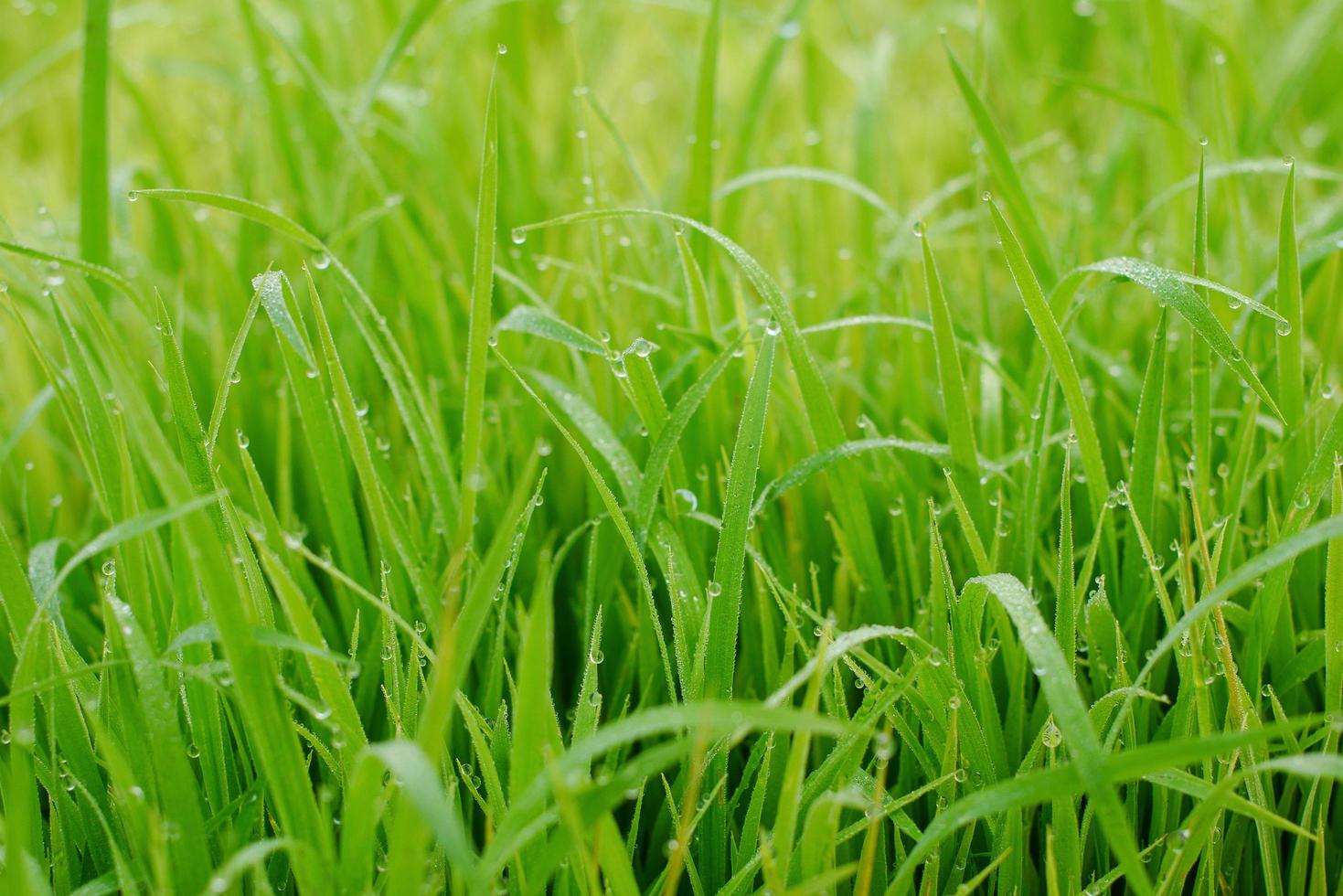 belle vue abstraite sur les jeunes plants de riz, vue sur les rizières photo