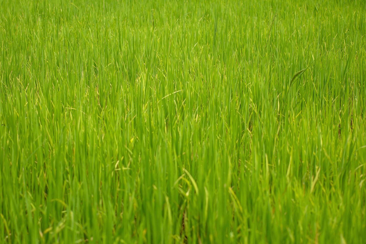 belle vue abstraite sur les jeunes plants de riz, vue sur les rizières photo