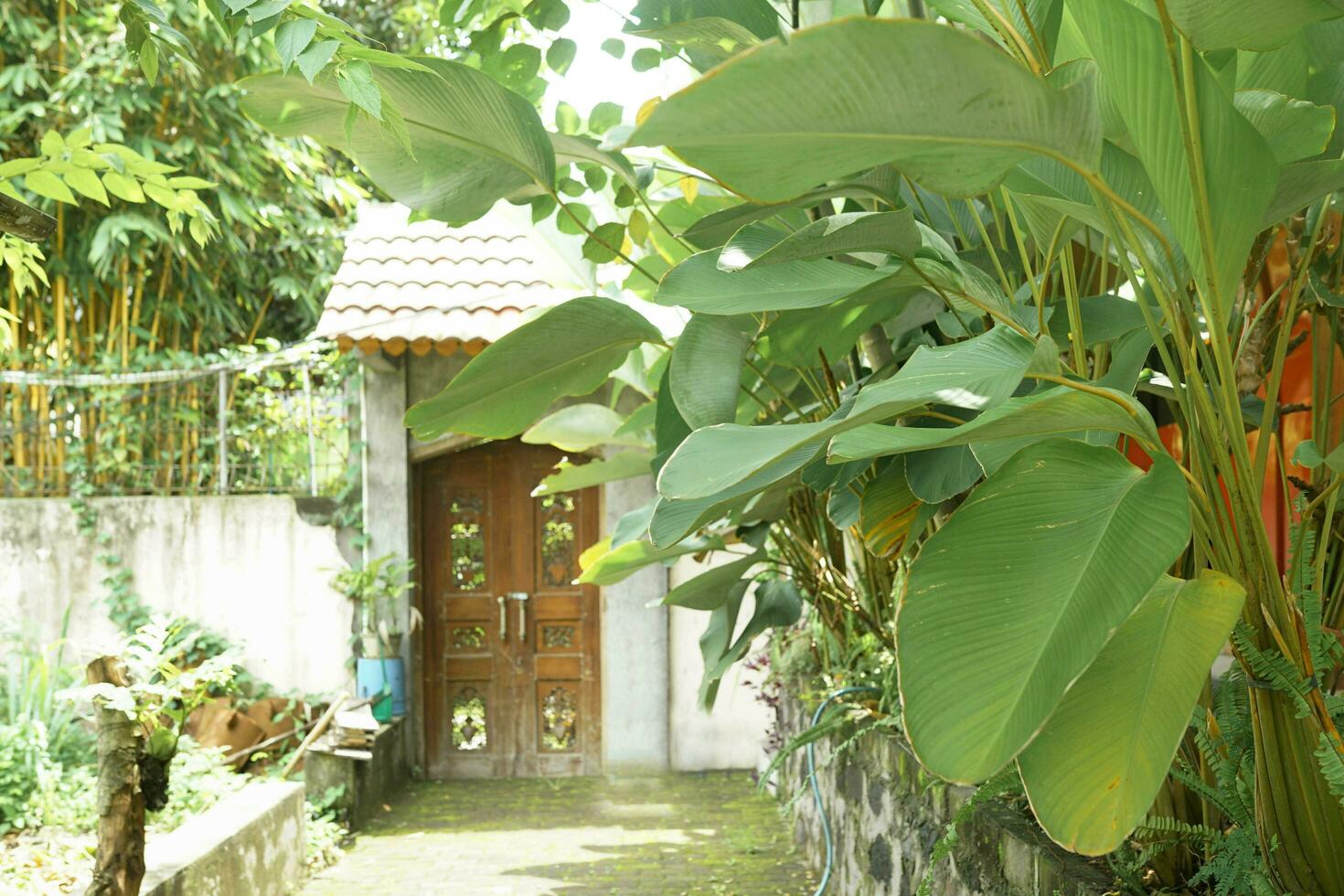 petit jardin ornemental calatéa plante photo