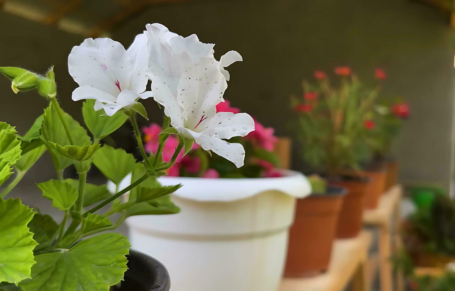 beaucoup gentil de jungle fleurs, divers les types de forêt tropicale fleurs, comprenant héliconies et passion fleur. photo