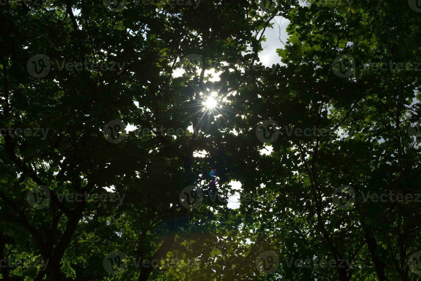 arbre ombre avec Soleil des rayons lumières sur lever du soleil le coucher du soleil ciel temps Contexte photo