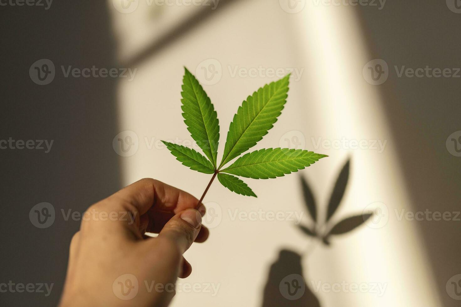 Humain main en portant une cannabis ou marijuana feuille contre le Soleil. chanvre médicaments médicament. photo