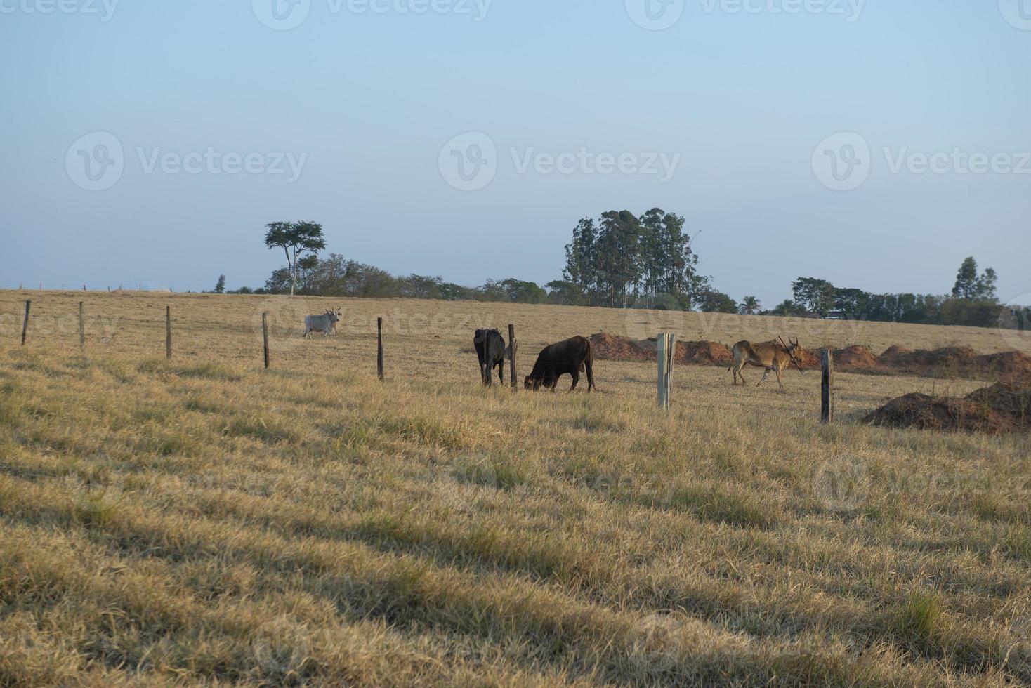 bovins de boucherie paissant par une chaude journée sous un soleil intense et une herbe très sèche photo