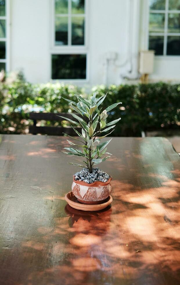 peu fleur les plantes dans argile pot décoré sur ancien en bois table dans Naturel jardin maison et café photo