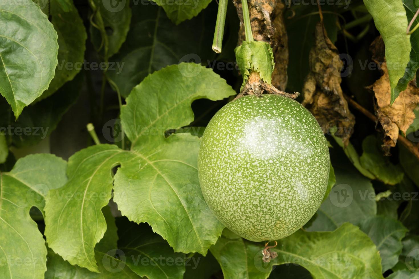 fruit de la passion sur arbre dans le jardin photo