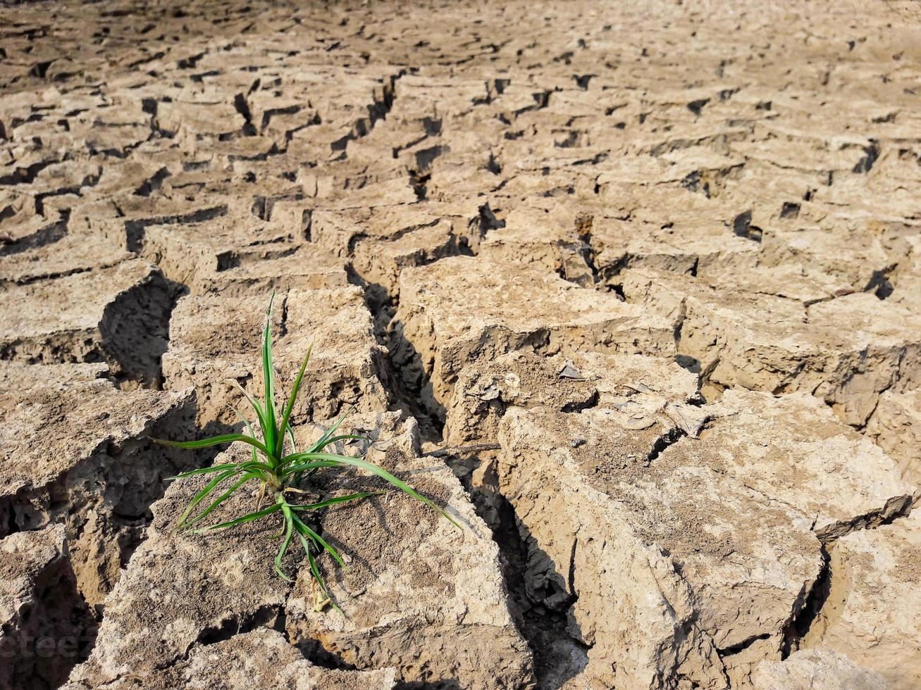 herbe verte sur terre craquelée en été photo