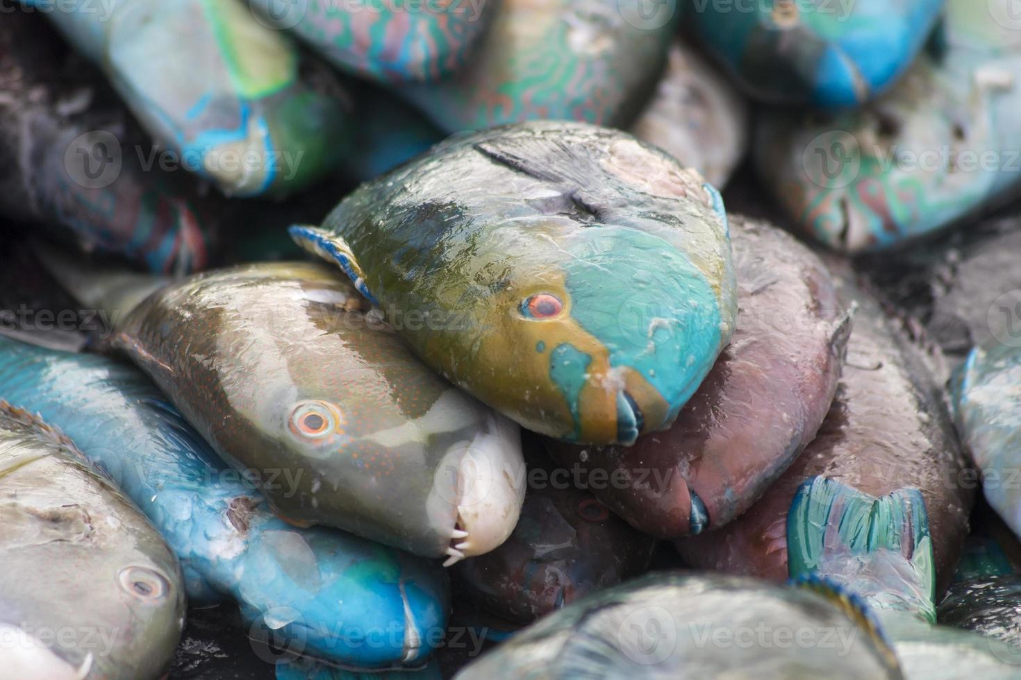 les fruits de mer assortis vendus au marché aux poissons photo