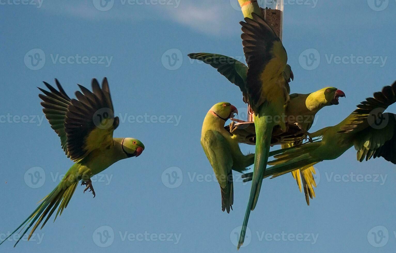 vert perruches sur mangeoire pour les oiseaux photo