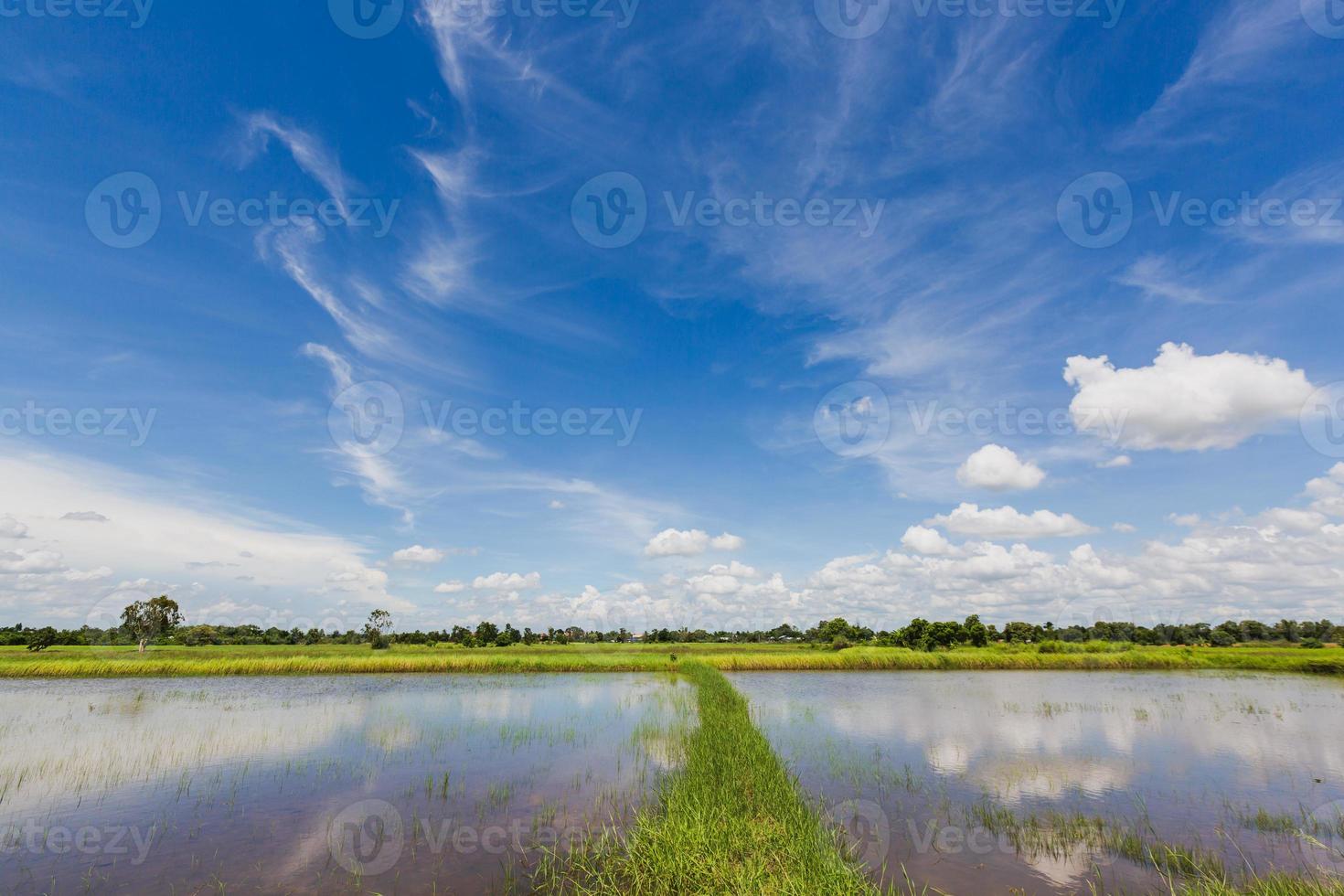 champs et ciel clair photo