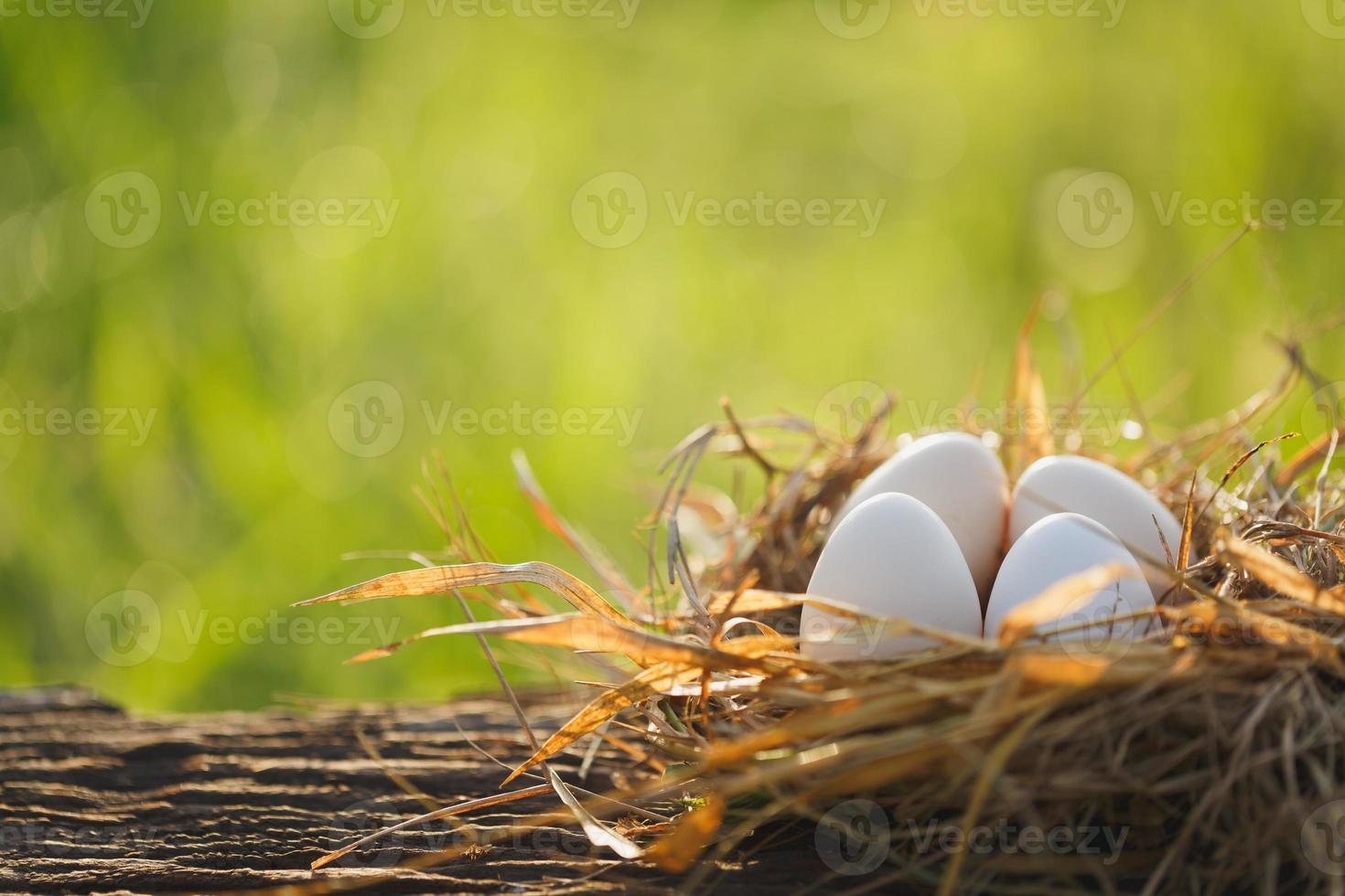 oeufs sur le nid avec l'heure du matin photo