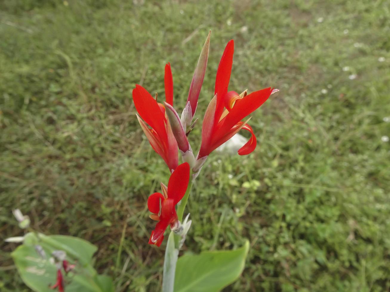 beau lys canna rouge dans le jardin photo